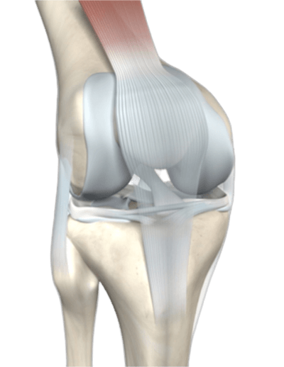 Anatomie knie voorste kruisband, meniscus, kraakbeen, pees